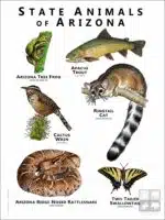 Arizona State Animals poster