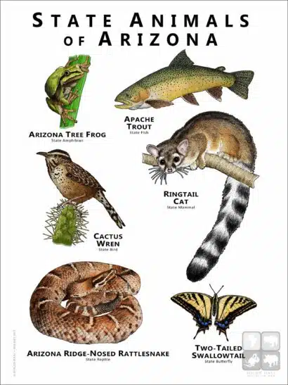 Arizona State Animals poster