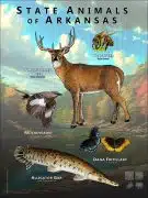 Arkansas State Animals poster