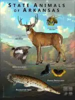 Arkansas State Animals poster