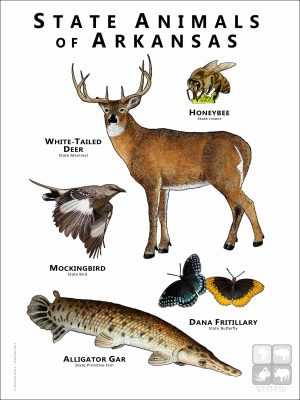 Arkansas State Animals poster