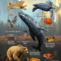 State Animals of California poster print