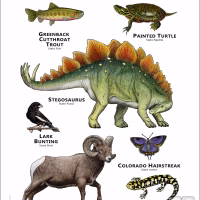 Colorado State Animals poster