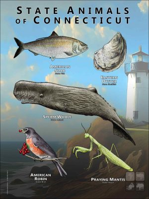 Connecticut State Animals poster