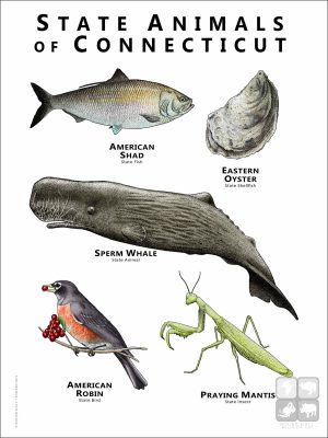 Connecticut State Animals poster