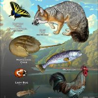 Delaware State Animals poster