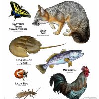 Delaware State Animals poster