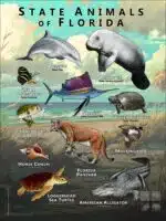 Florida State Animals poster