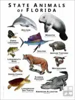 Florida State Animals poster