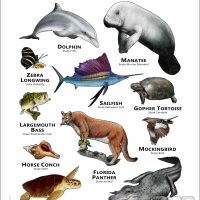Florida State Animals poster