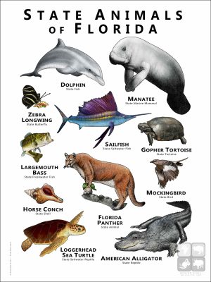 Florida State Animals poster