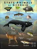Georgia State Animals poster