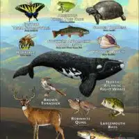 Georgia State Animals poster