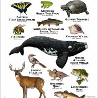 Georgia State Animals poster