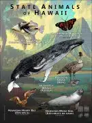Hawaii State Animals poster