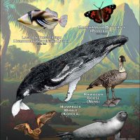 Hawaii State Animals poster