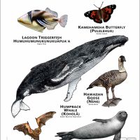 Hawaii State Animals poster