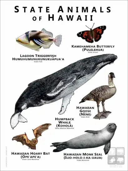 Hawaii State Animals poster
