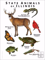 Illinois State Animals poster
