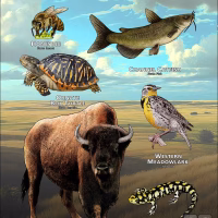Kansas State Animals poster