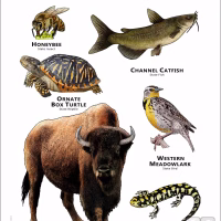 Kansas State Animals poster