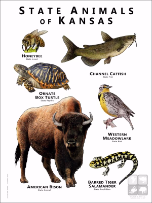 Kansas State Animals poster