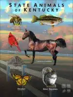 Kentucky State Animals poster