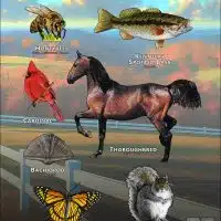 Kentucky State Animals poster