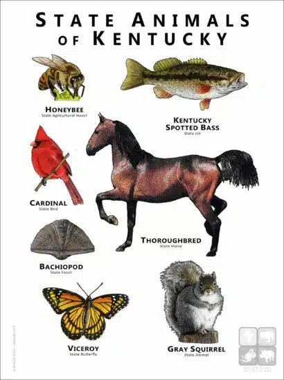 Kentucky State Animals poster