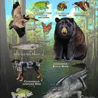 Louisiana State Animals poster