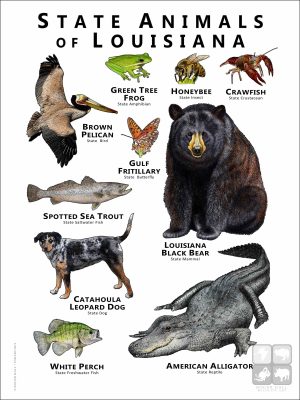 Louisiana State Animals poster
