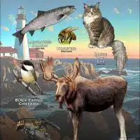 Maine State Animals poster