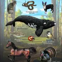 Massachusetts State Animals poster