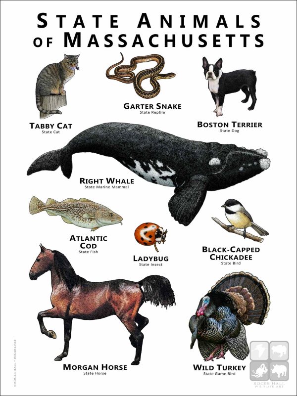 Massachusetts State Animals poster