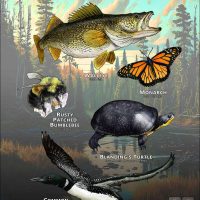 State Animals of Minnesota poster print