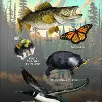 State Animals of Minnesota poster print
