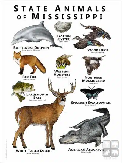 Mississippi State Animals poster