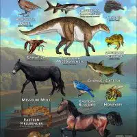 Missouri State Animals poster