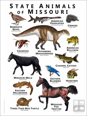 Missouri State Animals poster