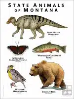 Montana State Animals poster