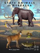 Nebraska State Animals poster