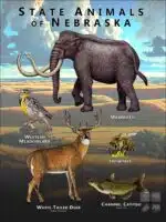 Nebraska State Animals poster