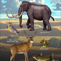 Nebraska State Animals poster