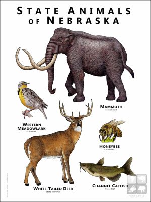Nebraska State Animals poster