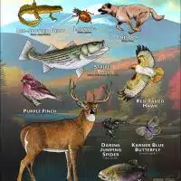 State Animals of New Hampshire poster print