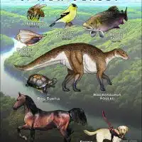 New Jersey State Animals poster