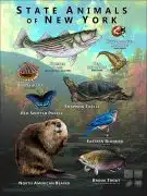 State Animals of New York poster print