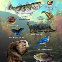 State Animals of New York poster print