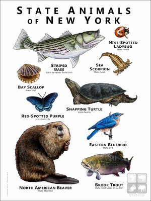 State Animals of New York poster print
