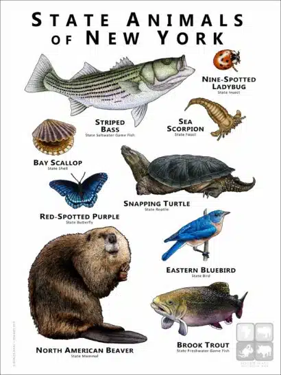 State Animals of New York poster print